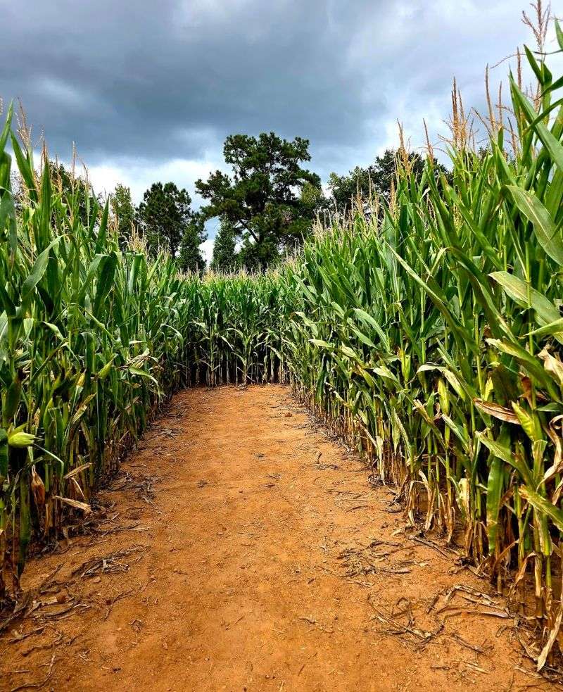 The Corn Maze, Hayrides, and Pig Races Steal the Show