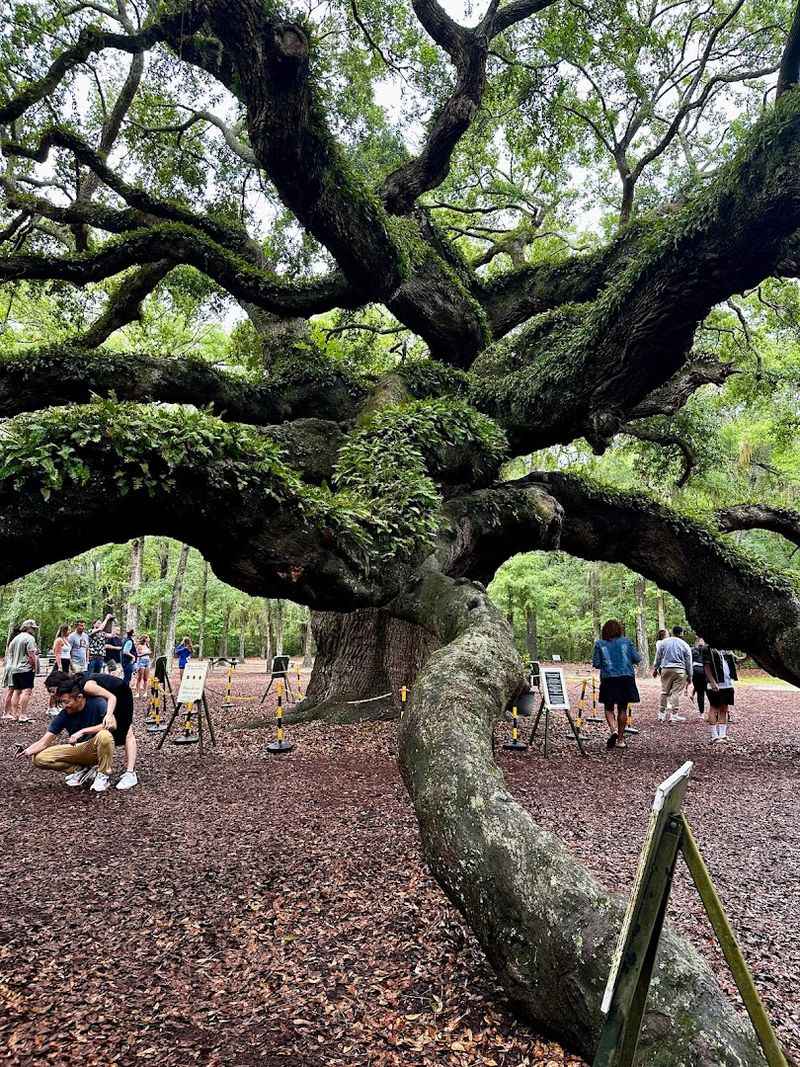 Angel Oak Tree