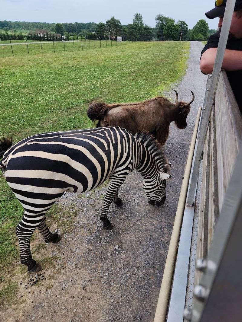 Behind the Scenes Safari Tours