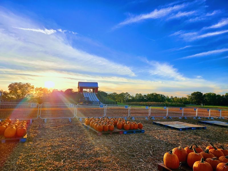 Fall Transforms the Farm Into a Pumpkin Wonderland