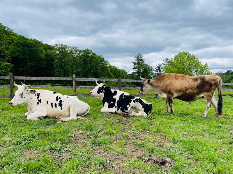 Catskill Animal Sanctuary - Saugerties