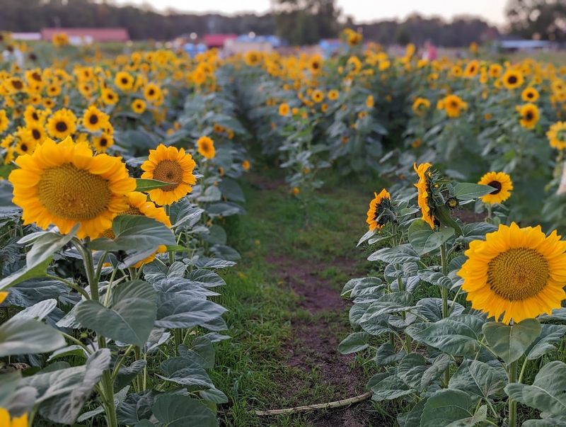 Washington Farms