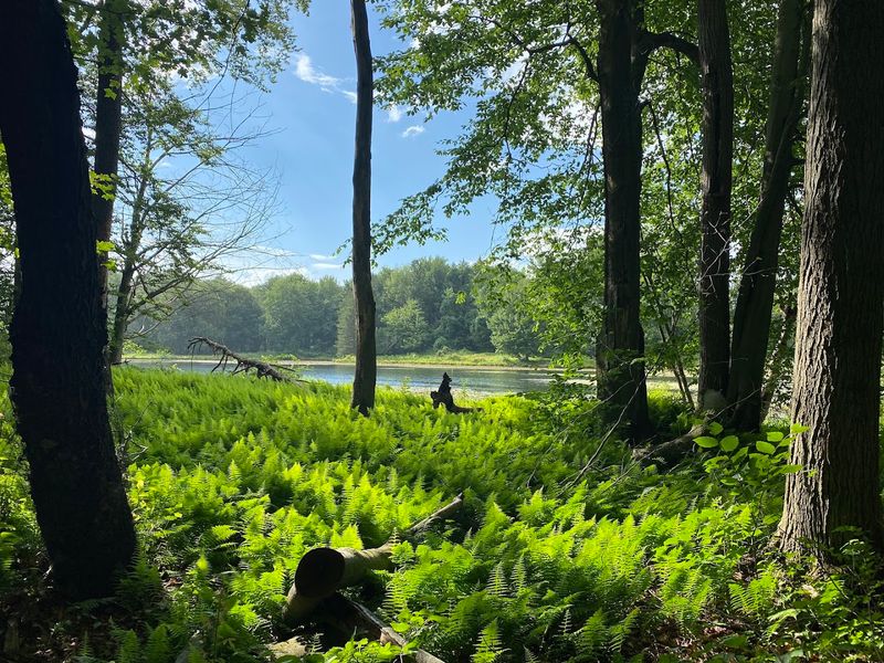Reinstein Woods Nature Preserve, Depew, Erie County