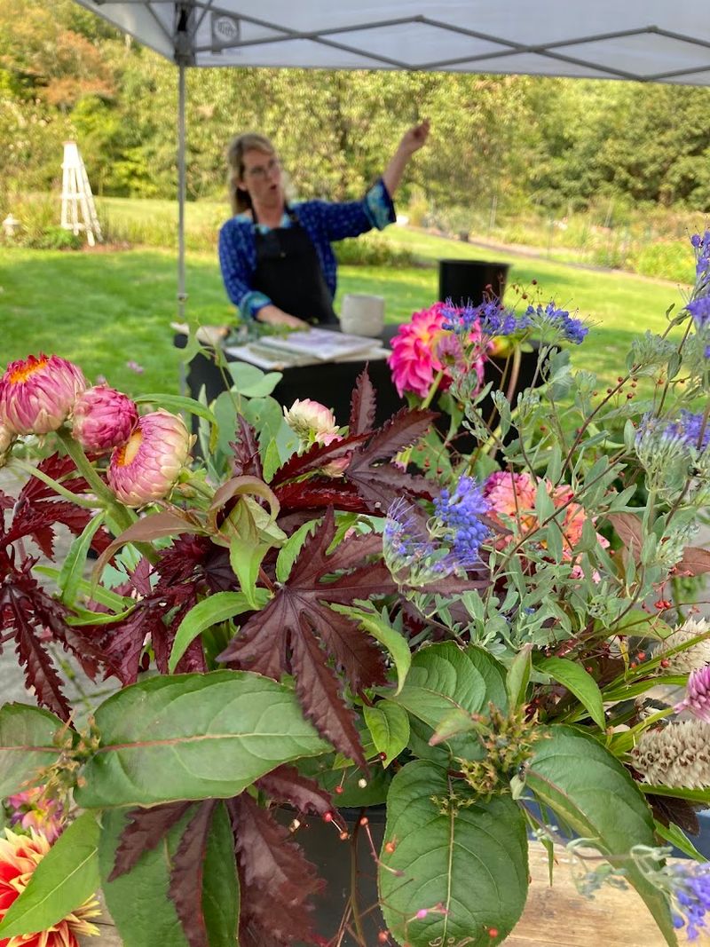 Brilliant Dahlia Flower Farm