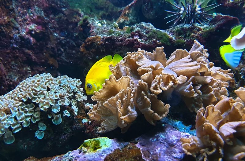 The Boyd Foundation Aquarium & Reptile Conservation Center