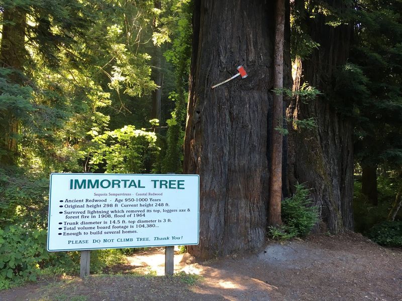 The Immortal Tree