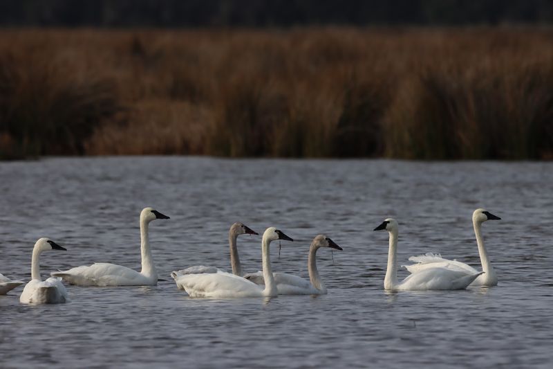 Bear Island Wildlife Management Area - Green Pond, Colleton County