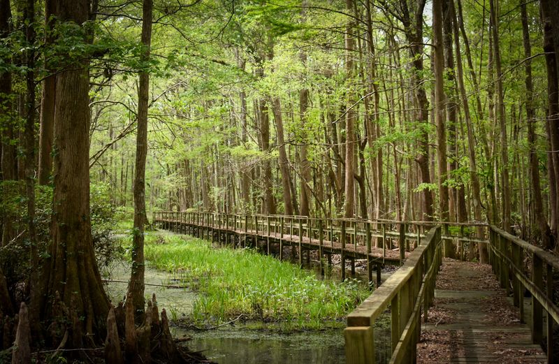 Santee Coastal Reserve 