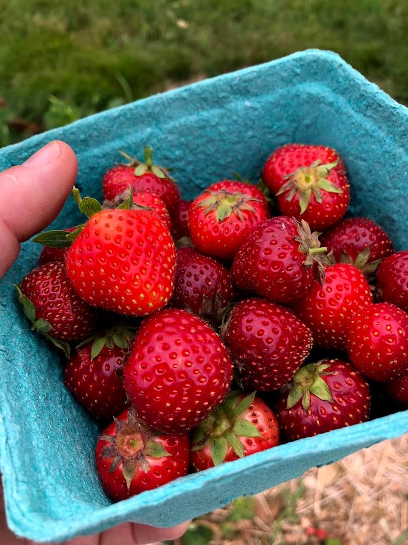 Mt. Airy Orchards (Dillsburg)