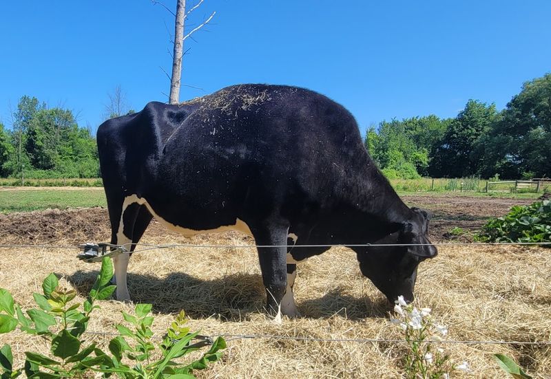 Asha's Farm Sanctuary - Newfane