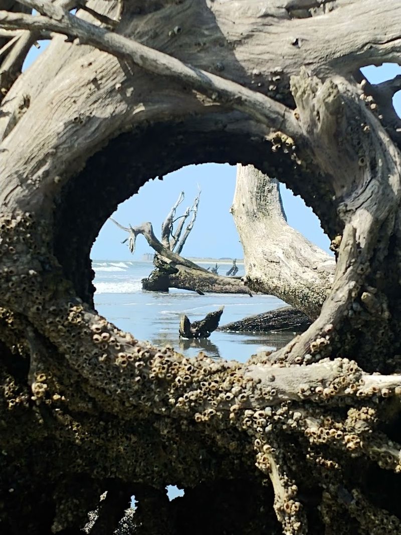 Capers Island, Charleston, Charleston County