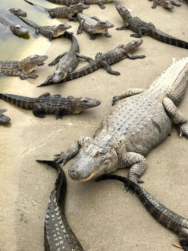 Home to More Than 1,300 Animals From Around the World