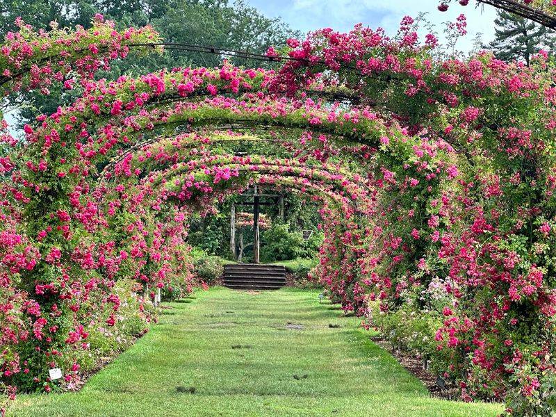 Sunset Walk at Elizabeth Park Rose Garden