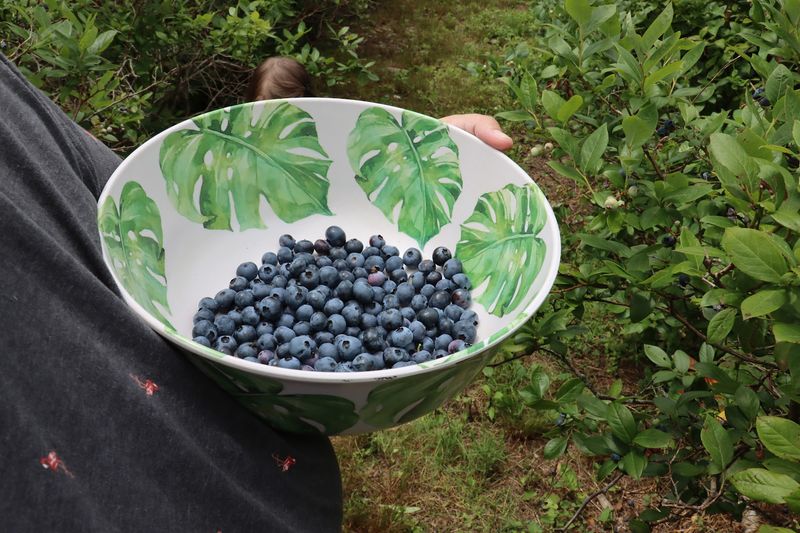 Hilltop Berry Farm