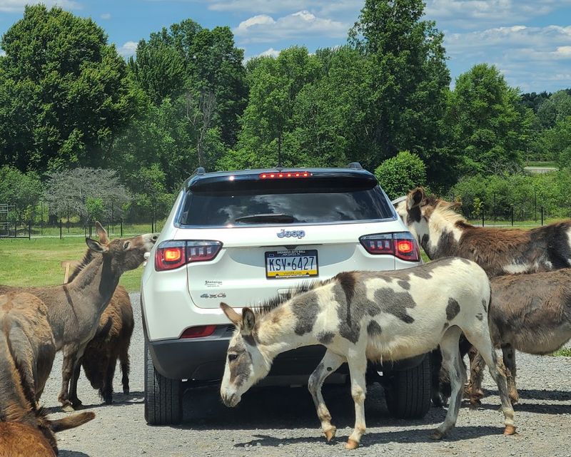 Drive-Through Safari Adventure