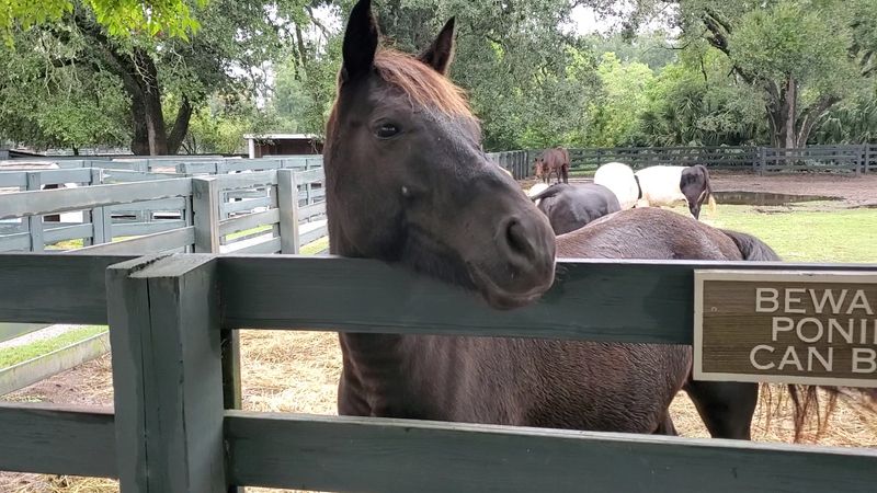 Lawton Stables - Hilton Head Island, Beaufort County