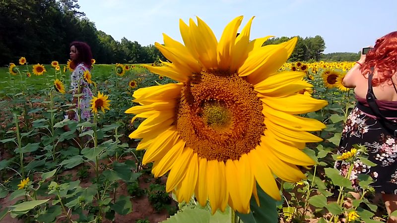 Bee Haven Farm, Johnston, Edgefield County
