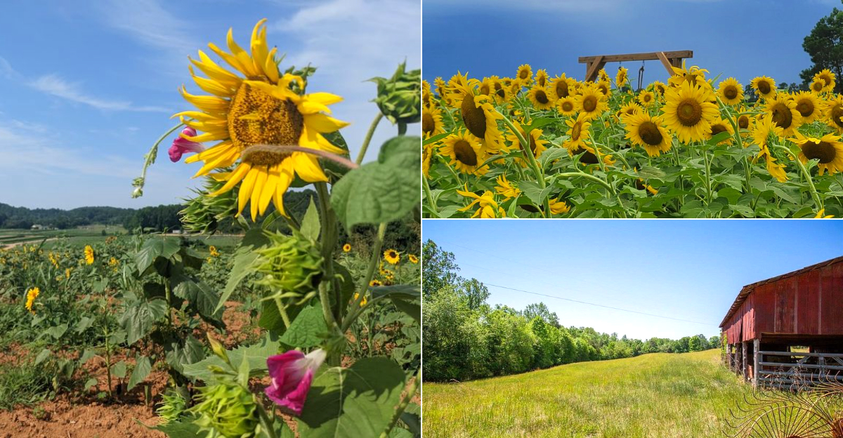 Golden Blooms And Country Views Make These 8 South Carolina Sunflower Fields Worth The Drive