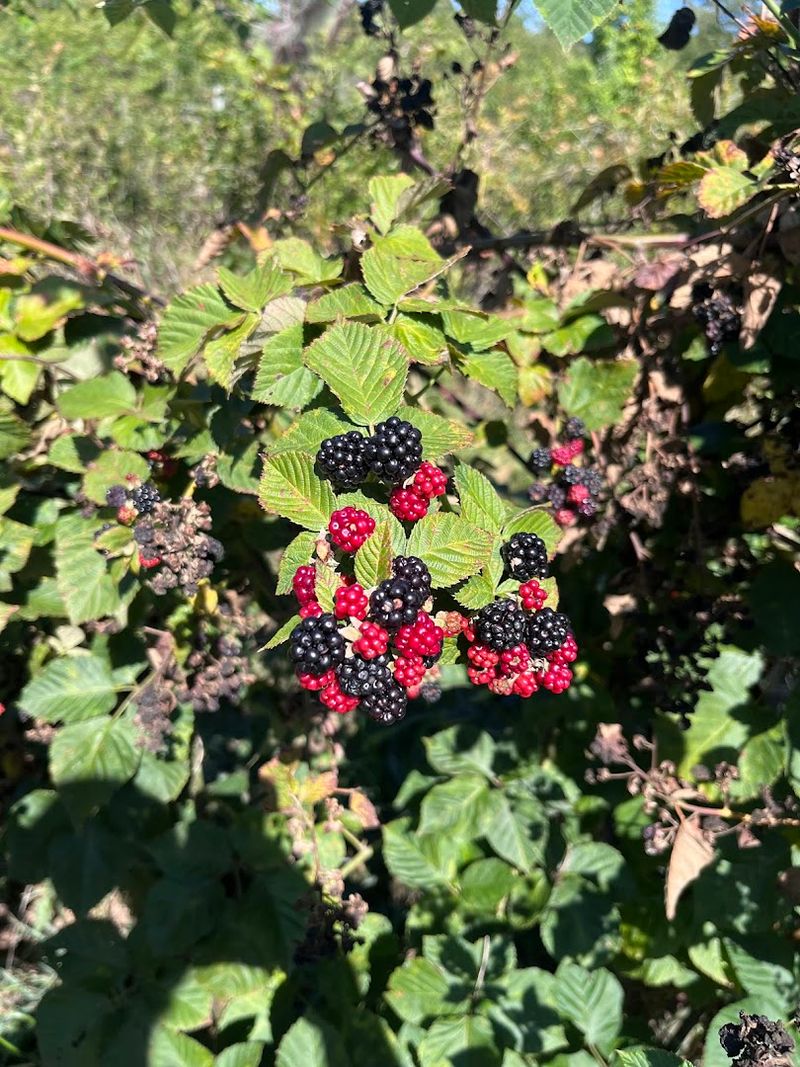 Crooked Run Orchard, Purcellville, Loudoun County