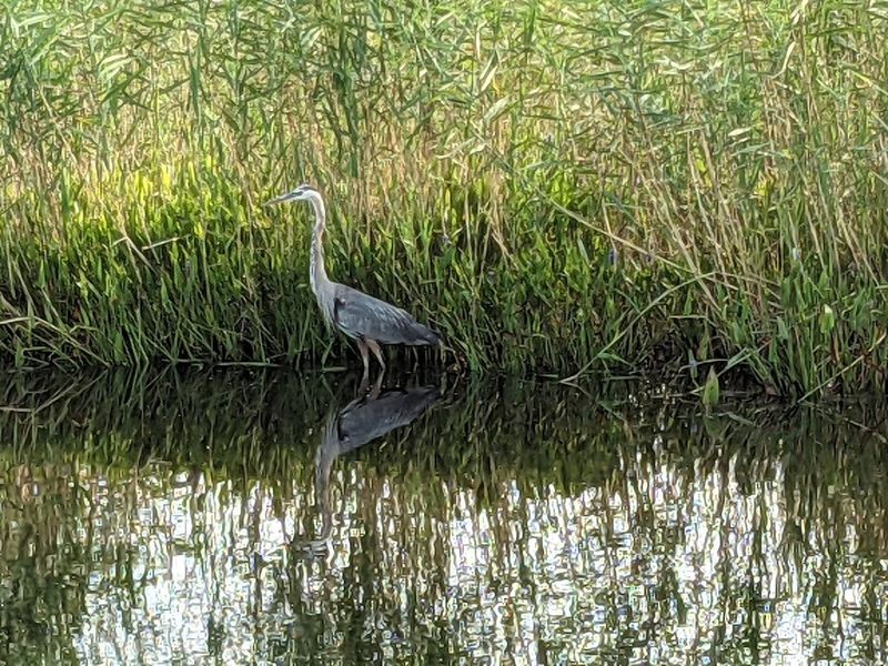 Back Bay National Wildlife Refuge - Virginia Beach, City of Virginia Beach