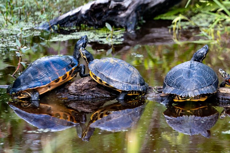 Alligator River National Wildlife Refuge - Manteo and East Lake, Dare and Tyrrell Counties