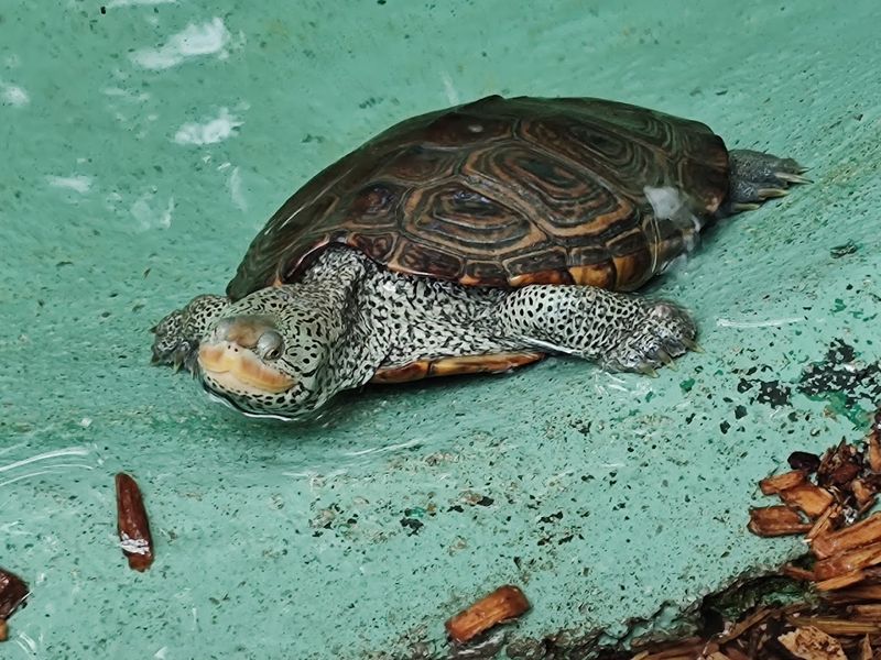 Edisto Island Serpentarium - Edisto Island, Colleton County