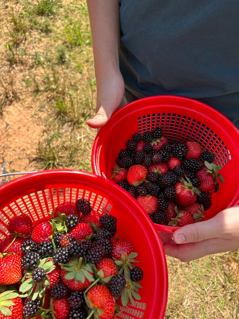 Beak & Berry Farm