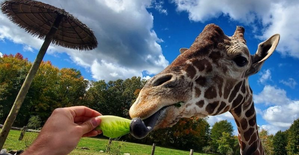 Hand Feed Giant Giraffes and Drive Among Exotic Herds at This Sprawling 144 Acre Pennsylvania Safari