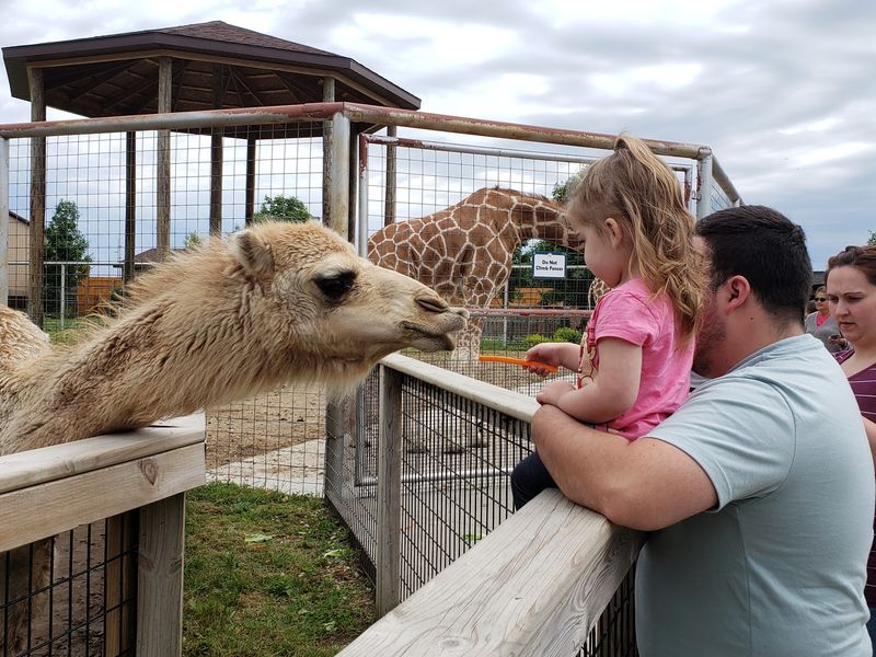 A Walk-Through Safari Instead of a Traditional Zoo Visit
