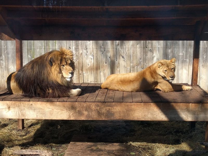 A Surprisingly Wide Mix Of Animals