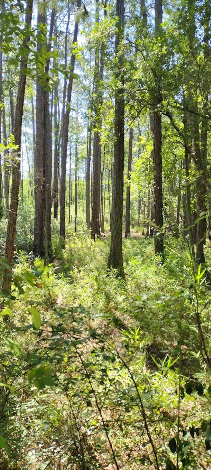 Big Hammock Natural Area &mdash; near the Altamaha River