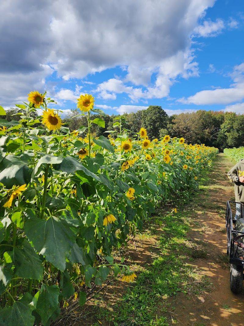 Irvine Farm - Fredericksburg, Spotsylvania County,