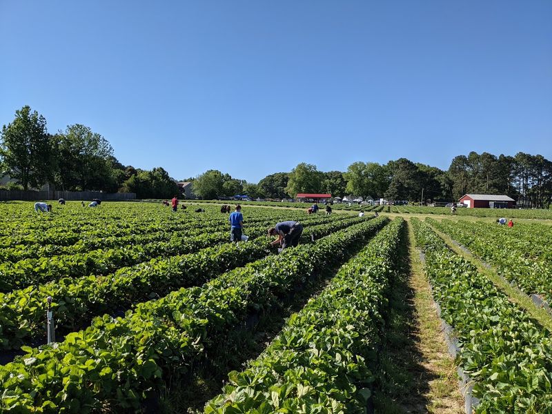 DJ's Berry Patch