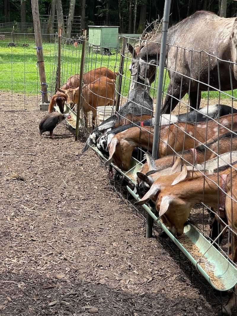 Jeremiah Farm & Goat Dairy