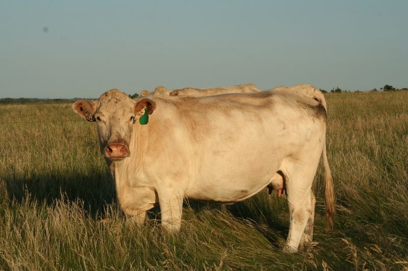 Prairie Valley Farm - Bode, Humboldt County, Iowa