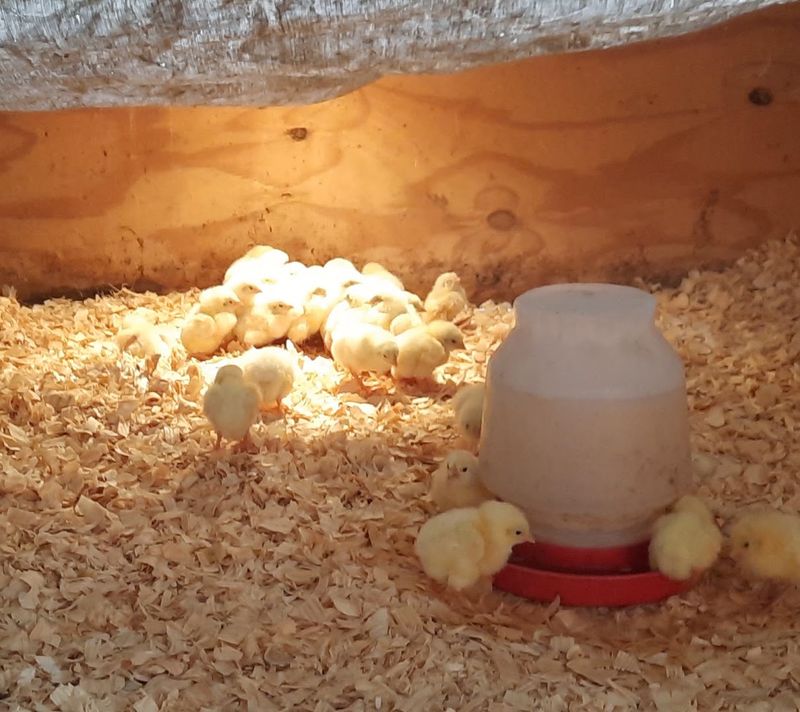 Sundog Farm Sanctuary - Fairfax, Linn County, Iowa