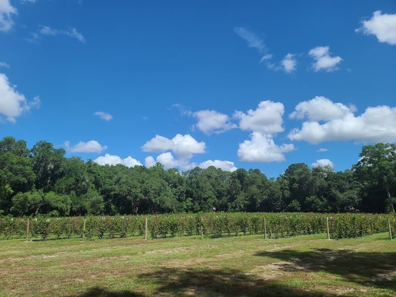 A First Glimpse of Sweet Berry Farms