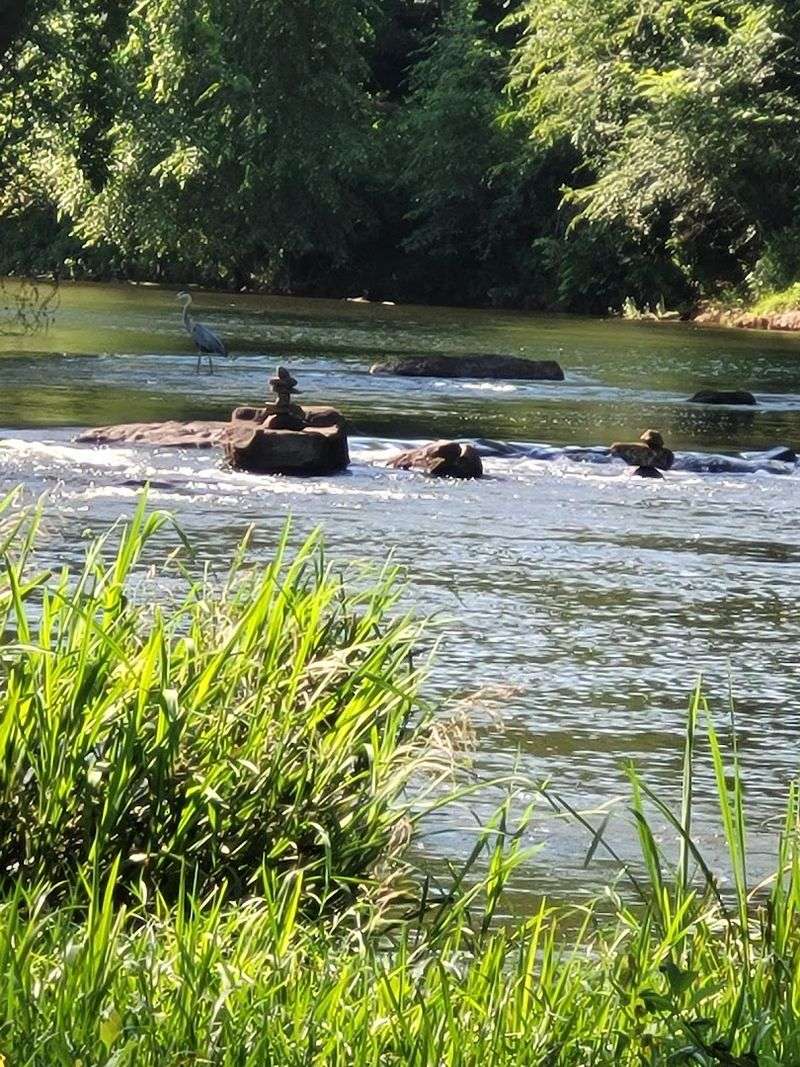 Birdwatching and Wildlife Along the River Corridor