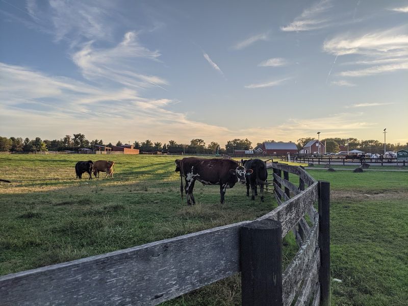 Frying Pan Farm Park