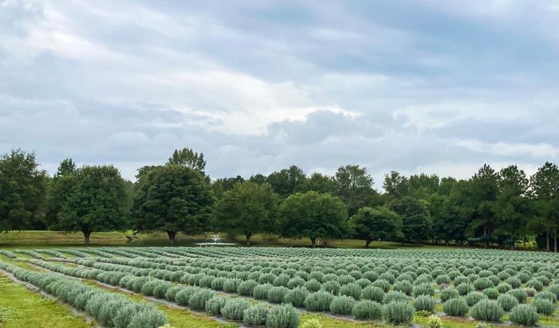 King George Lavender LLC - Salem, Oconee County