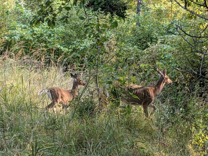 Wildlife, Prairie, and Woodland Scenery Add to the Experience