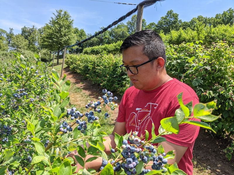 The Berry Farm & Orchard