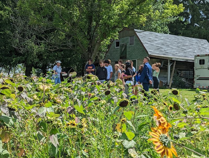 Du-Mor Farm Sunflowers / Nelson's Cookies and Mor