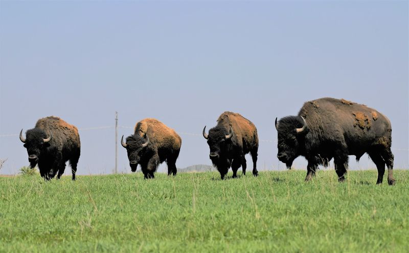 Neal Smith National Wildlife Refuge - Prairie City, Jasper County