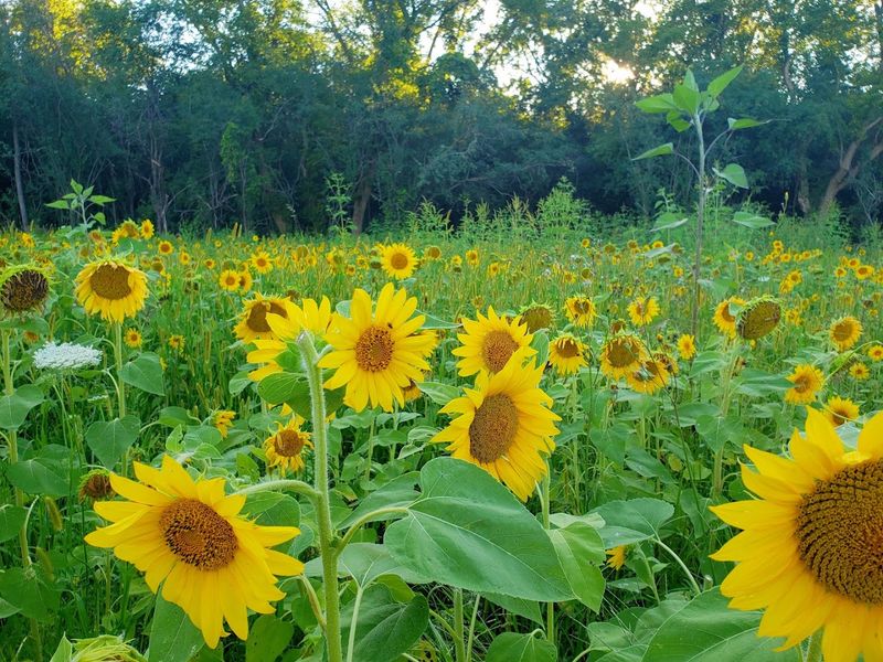 Oak Rest Farms Sunflowers - Glade Spring, Washington County,