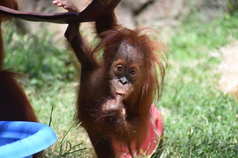 Greenville Zoo - Greenville, Greenville County