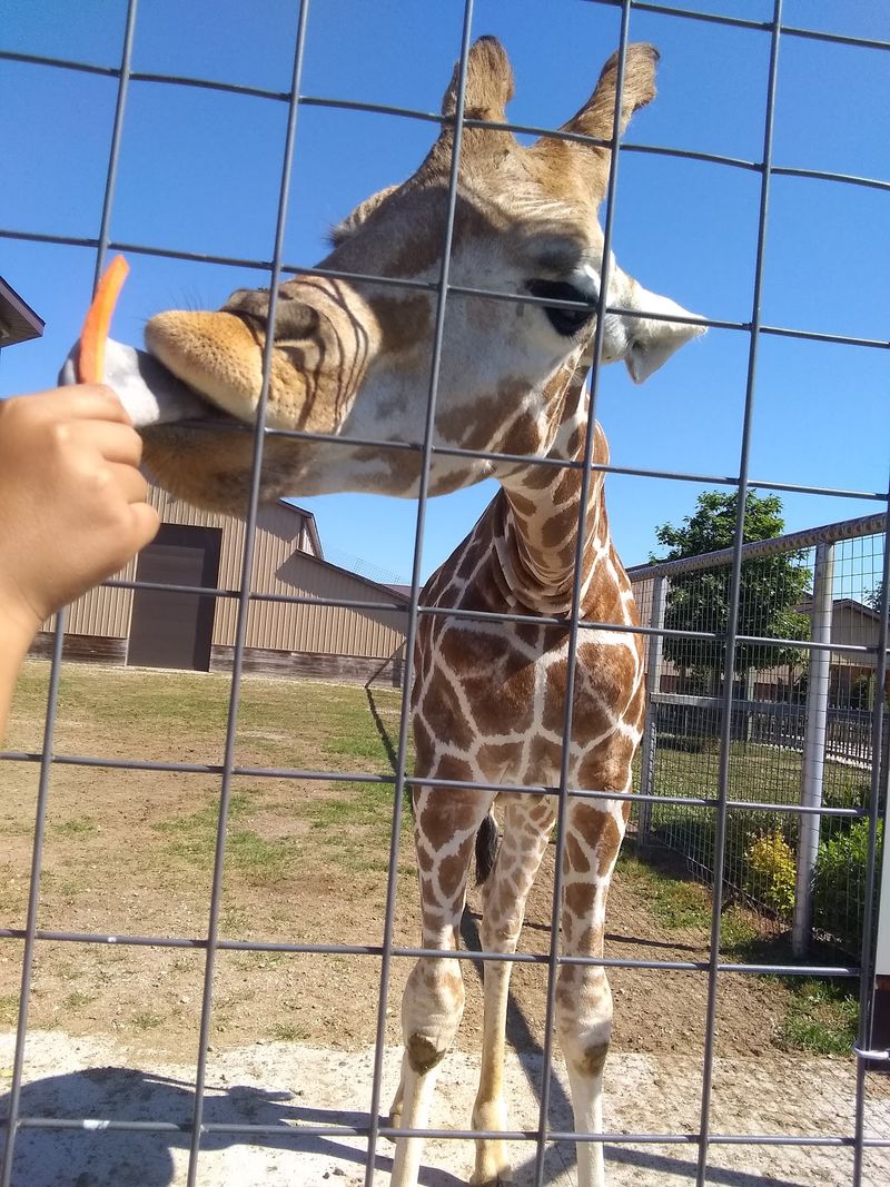 Hand-Feeding Giraffes Becomes the Star Attraction