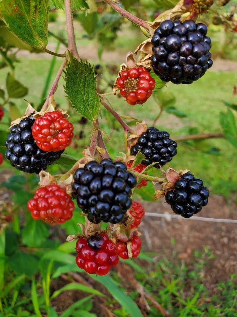  Berry Good Farm, Williamsburg, James City County