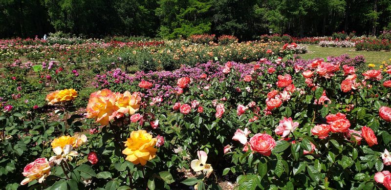 Edisto Memorial Gardens - Orangeburg, Orangeburg County