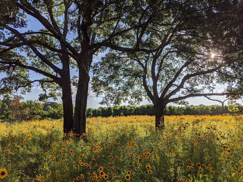 Anne Springs Close Greenway - Fort Mill, York County